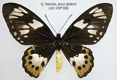Papua Insects Foundation (Lepidoptera/Papilionidae/Ornithoptera paradisea)
